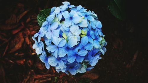 Close-up of blue hydrangea