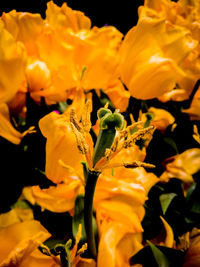 Close-up of yellow flowers