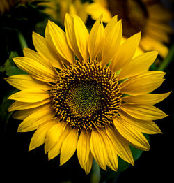 Close-up of sunflower