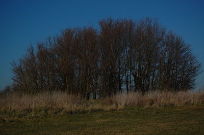 Bare trees on field against clear sky