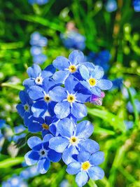 Close-up of blue flowers blooming outdoors