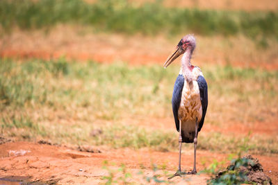 Bird perching on a field