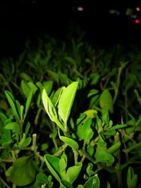 Close-up of fresh green plants at night