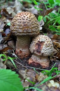 Close-up of mushrooms growing in forest