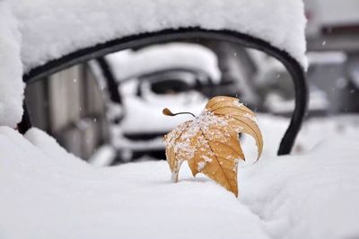 Close-up of wilted leaf on snow