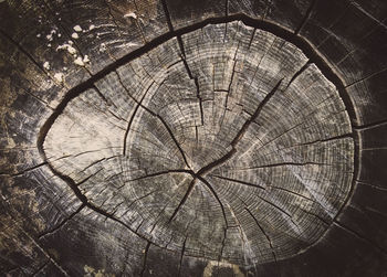 Full frame shot of tree stump
