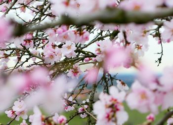 Close-up of pink cherry blossoms in spring