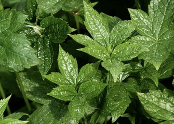 Close-up of raindrops on leaves