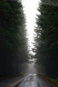 Road amidst trees in forest