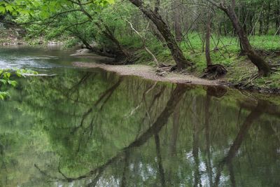 Reflection of trees in lake