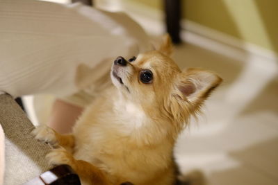 High angle view of dog sitting at home