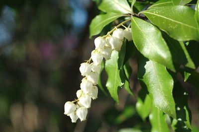 Close-up of white flowering plant