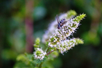 Close-up of butterfly pollinating on flower