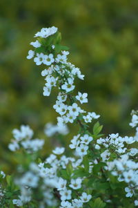 Close-up of white flowering plant