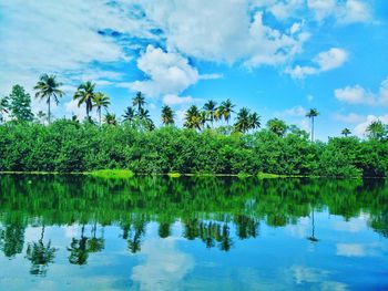 Reflection of trees in calm lake