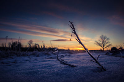 Brightly lit frozen, snow covered plants during the sunrise hour. 
