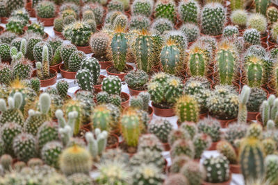 High angle view of succulent plants on field