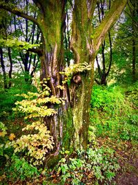 Trees growing in forest