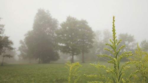 Trees growing in field