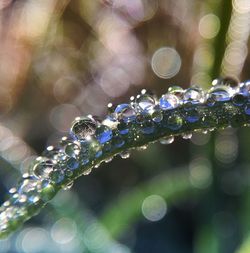 Close-up of water drops on plant