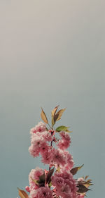 Close-up of pink cherry blossoms against white background