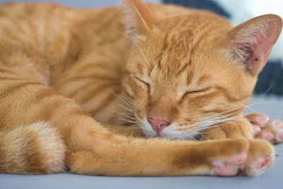 Close-up of ginger cat