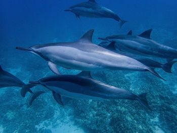 Fish swimming in sea