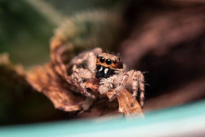 Close-up of spider