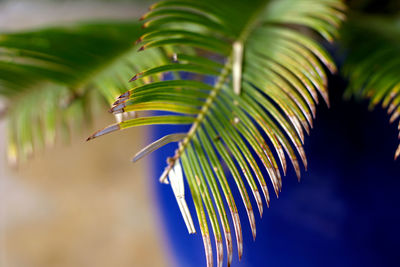 Close-up of palm leaves