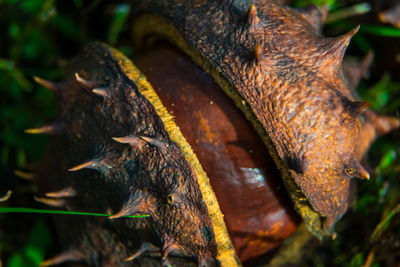 Close-up of crocodile in water