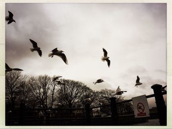 Low angle view of silhouette birds flying against sky