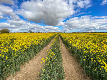 Scenic view of oilseed rape field against sky