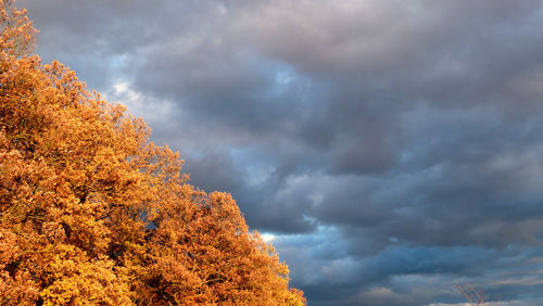 Low angle view of trees against storm clouds