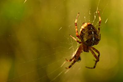 Carnivorous spider hunts in its web early in the morning