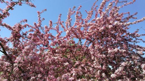 Low angle view of pink cherry blossoms in spring