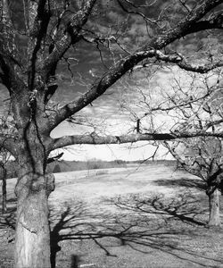 Bare tree by sea against sky