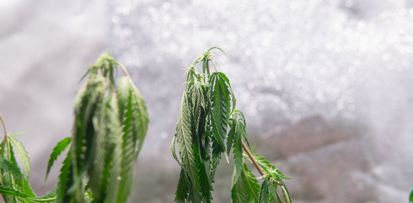 Close-up of fresh green leaf