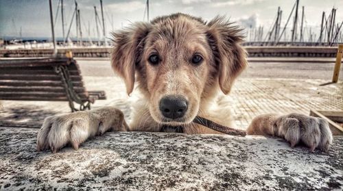 Close-up portrait of dog resting