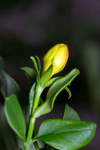 Close-up of flower growing outdoors