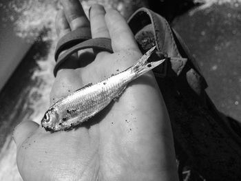 Cropped image of person holding fish