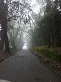 Road passing through forest