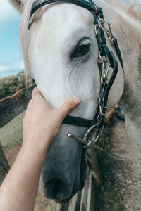 Close-up of man riding horse