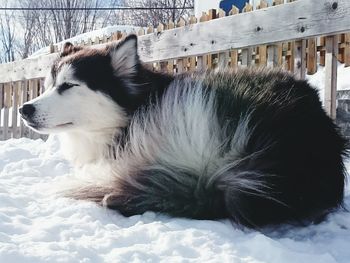 Close-up of dog relaxing on snow