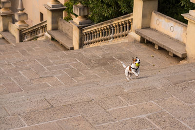 High angle view of woman with dog on staircase