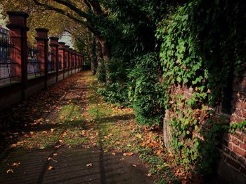 Narrow walkway along trees