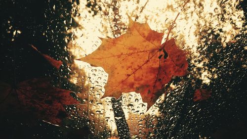 Close-up of wet autumn leaves