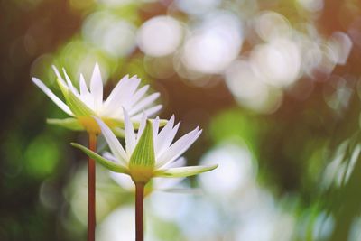 Close-up of white flowering plant