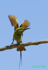 Low angle view of parrot perching on tree against clear blue sky