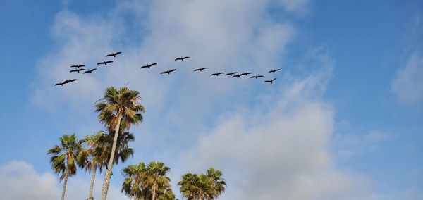 Low angle view of birds flying in sky