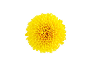 Close-up of yellow flower against white background